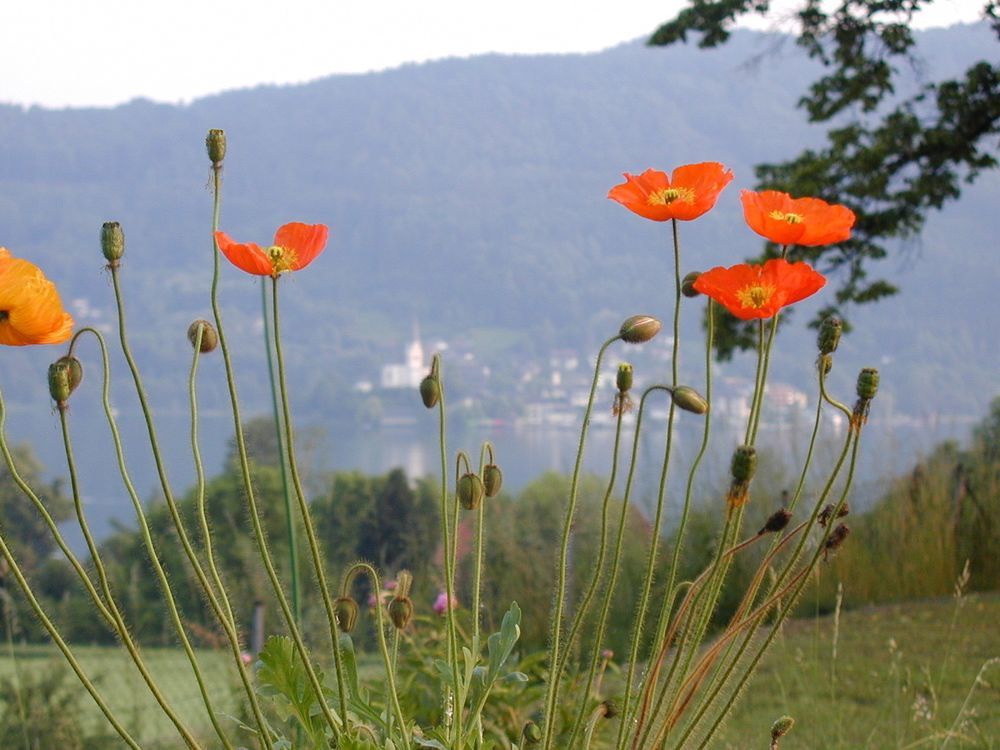 Landhaus Strussnighof Pörtschach am Wörthersee Buitenkant foto